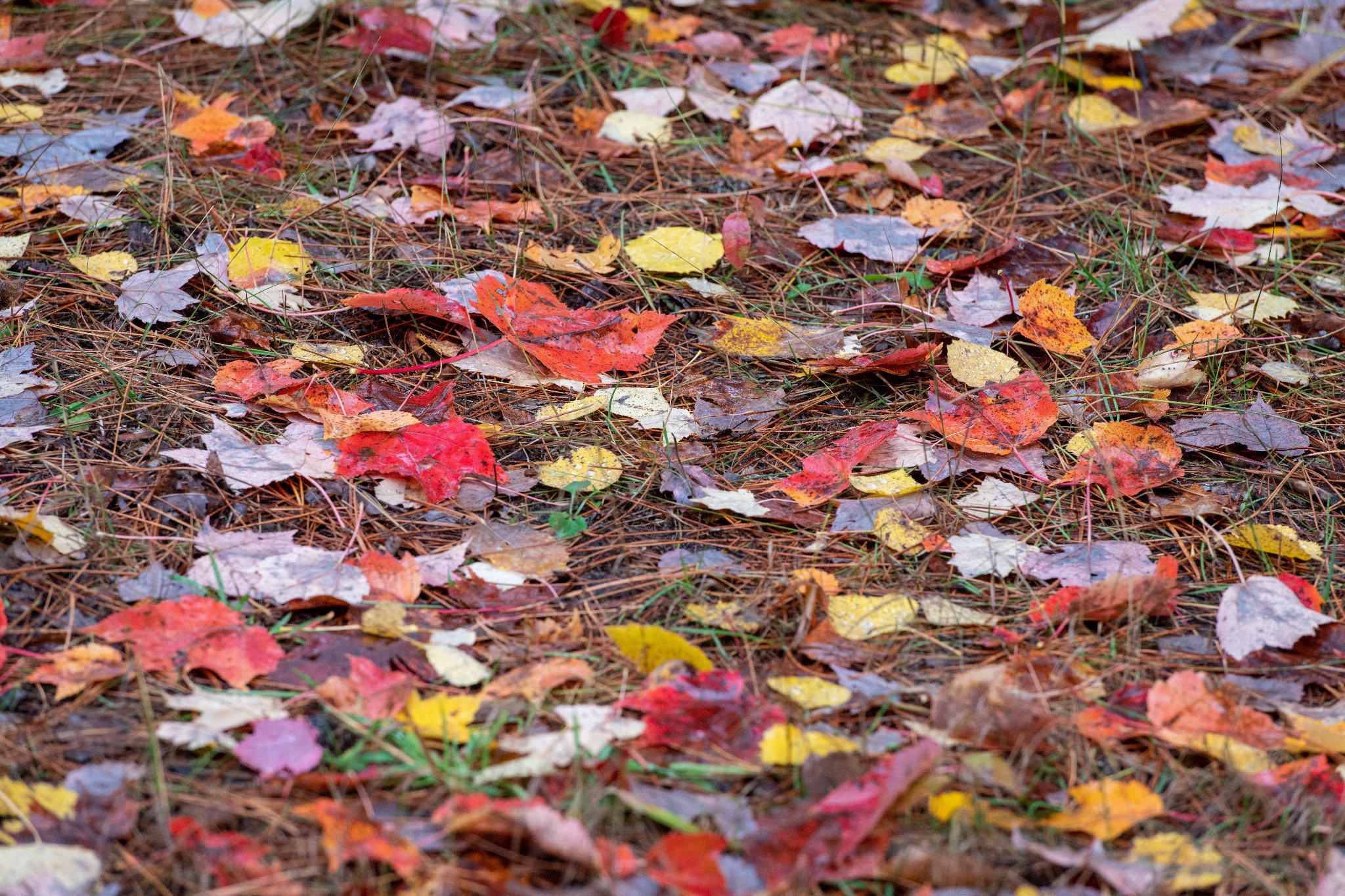 Outdoor forest floor covered in orange and yellow fall leaves, showcasing natural seasonal beauty