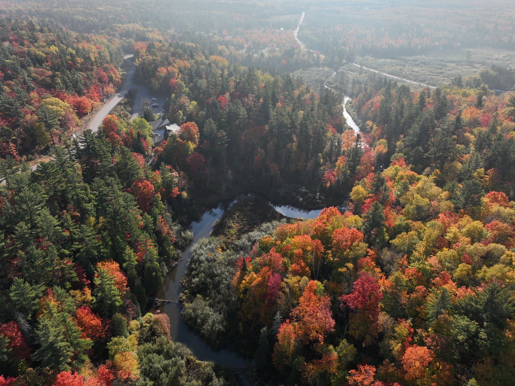 Forest canopy over Ann Arbor, Michigan, showcasing vibrant fall foliage with remaining green leaves